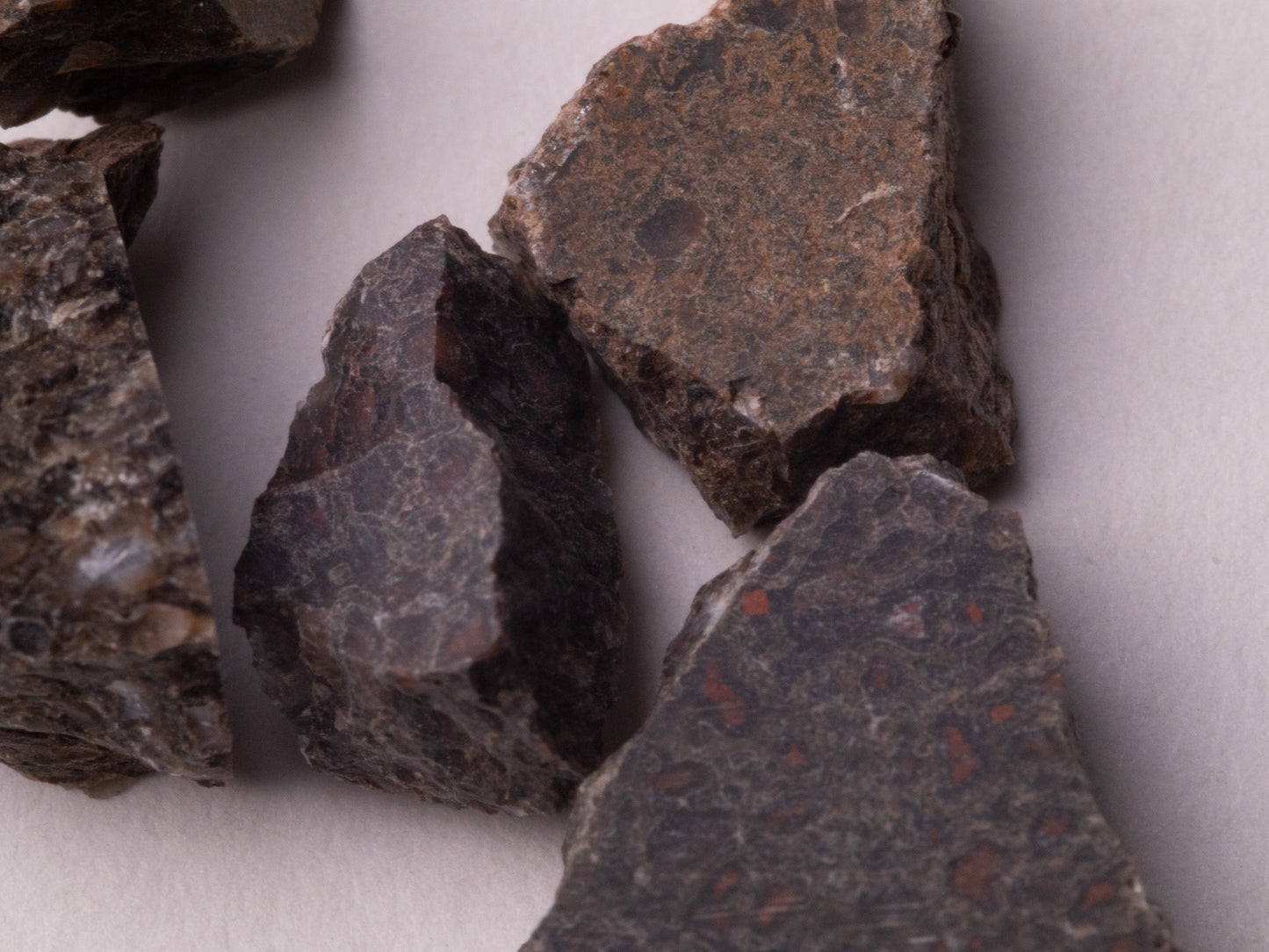 Dark Brown Dinosaur Bone