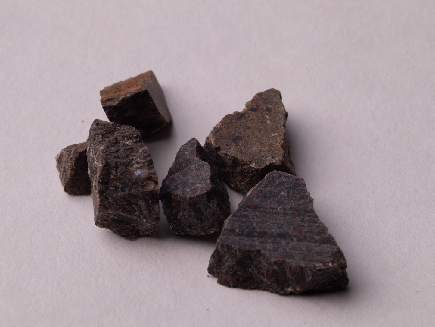 Dark Brown Dinosaur Bone